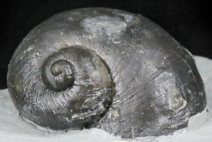 Large Platyostoma Gastropod - Waldron, Indiana #26450